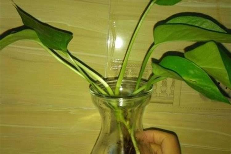 盆栽桂花可以施叶面肥吗(盆栽桂花发芽时能施肥吗)