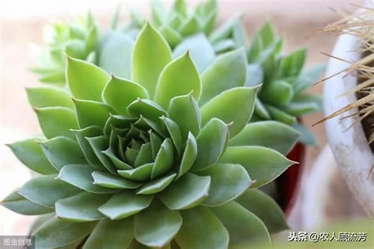 黄瓜苗受药害用芸苔素加白糖能解药害吗？