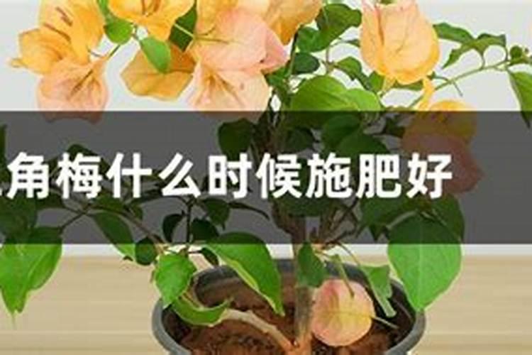 三角梅施复合肥多久一次