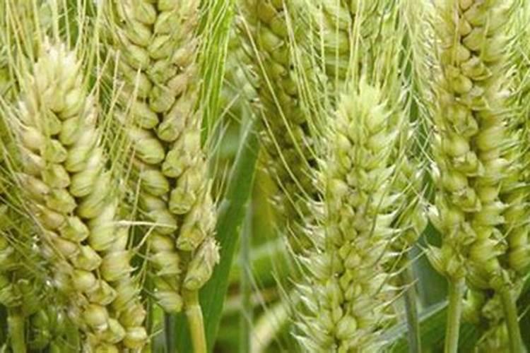 种冬小麦光用磷肥可以吗