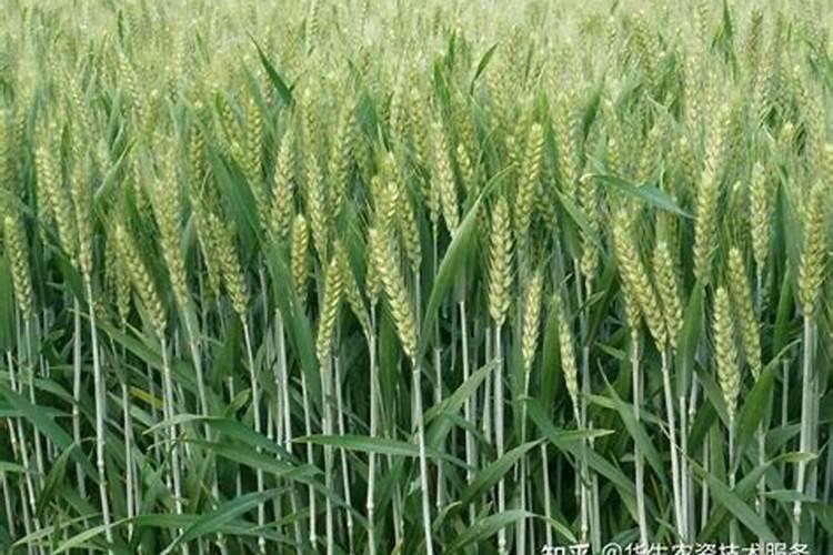 种植冬小麦底肥用什么复合肥好？