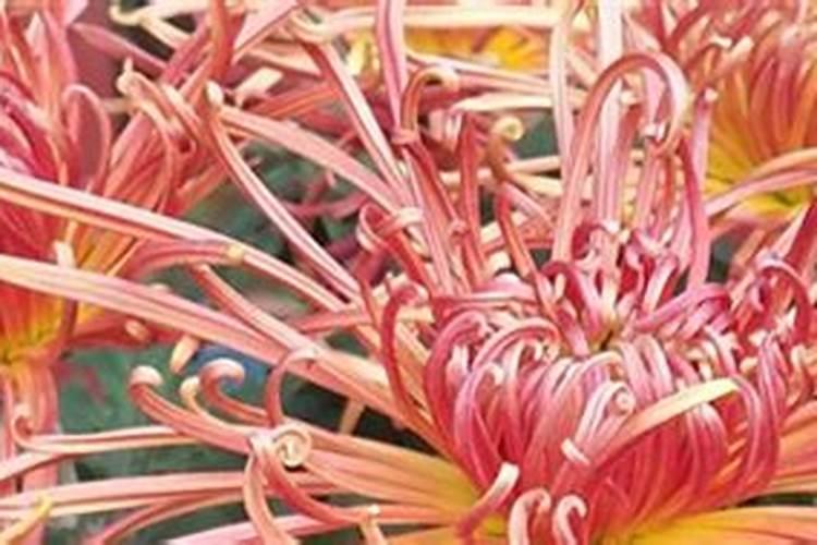 菊花有花苞的时候可以施肥吗