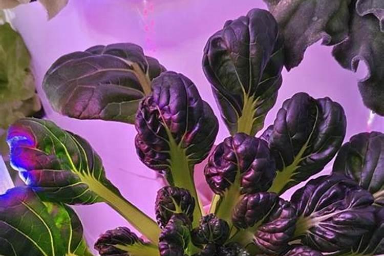 乌塌菜的播种育苗