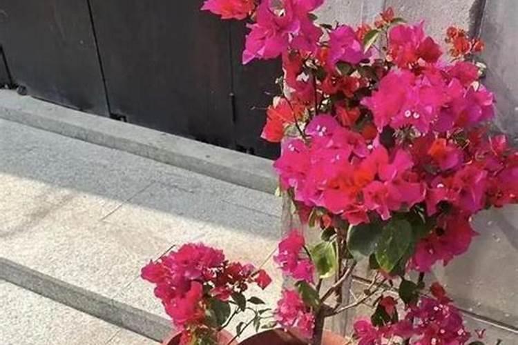 矿源黄腐酸钾可以浇喜酸花卉吗？