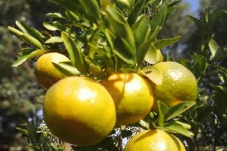 白茶什么时施肥最佳？