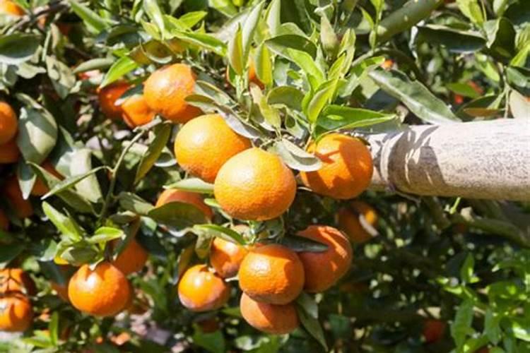 茶叶施叶面肥后多久可以采摘