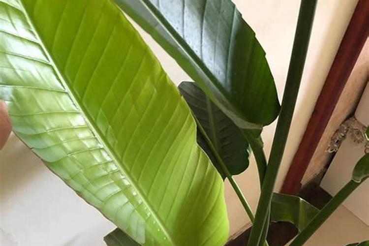 浇花的磷肥有哪些