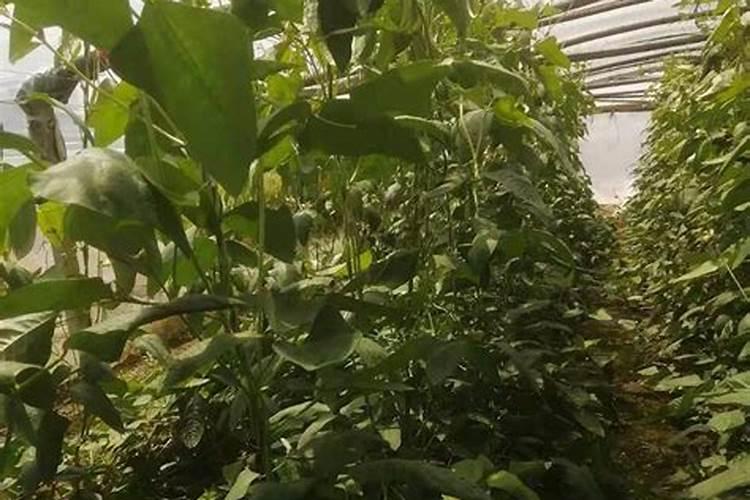 豆角用什么肥料效果好(种植豆角结果期需要什么叶面肥)