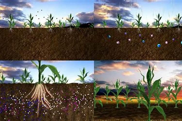 沙漠玫瑰叶子卷曲什么原因