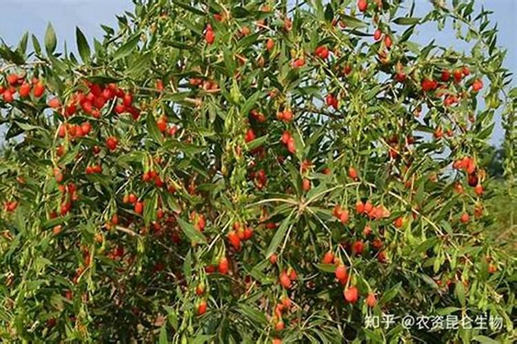 枸杞施肥,有什么讲究吗