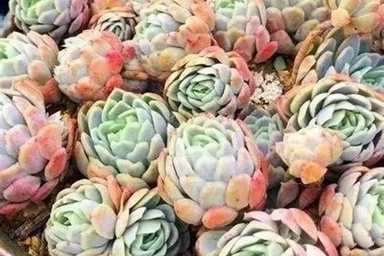 多肉秋天这件事必须做,否则后患无穷