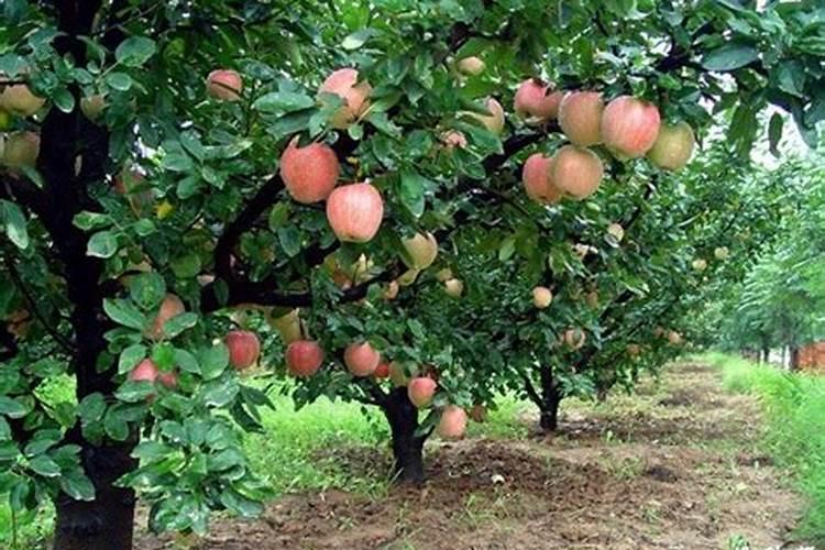 氮肥过多对水稻有什么危害 后期施的氮肥过多怎么处理