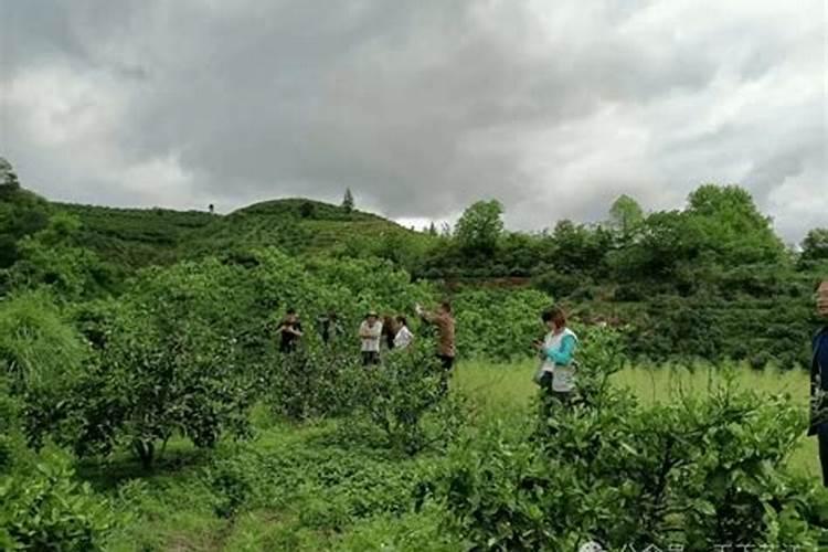 怎样给红掌下肥施什么肥能开花？