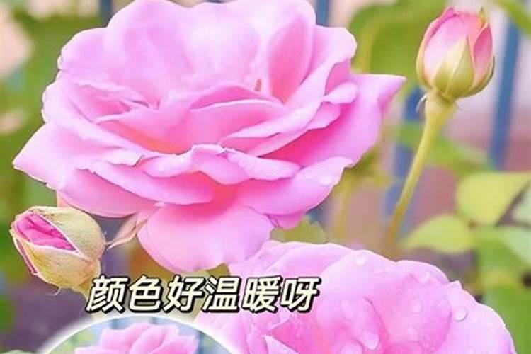 玫瑰花施肥过多会怎样