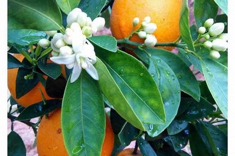 脐橙施什么肥最好