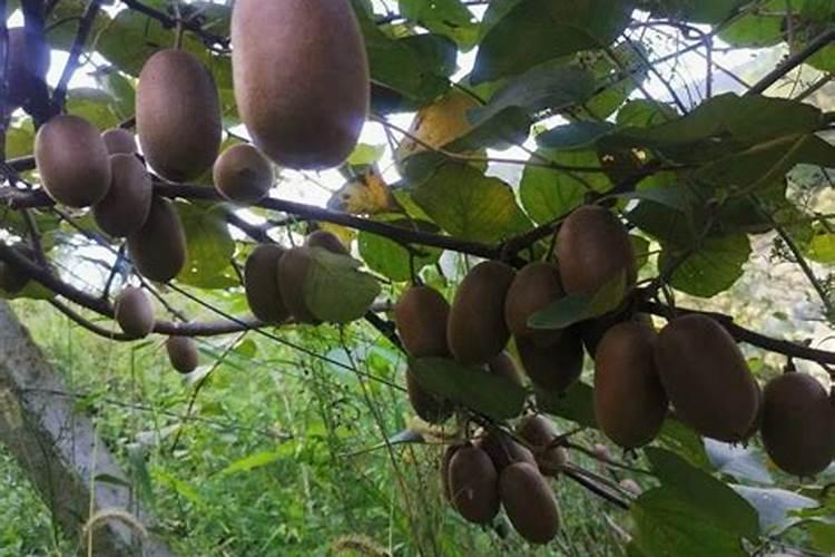 猕猴桃到底用啥牌子的肥料好