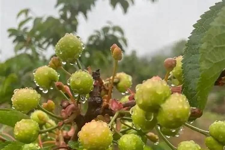 樱桃转色期喷磷酸二氢钾行不行？