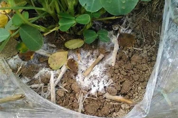 黄瓜开始栽苗时要用什么样不常见的肥料