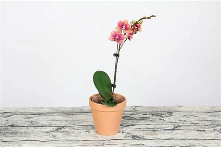 钙镁硼锌铁叶面肥啥时用最好