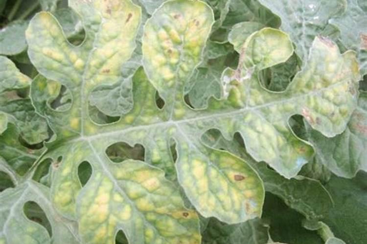 西瓜叶发黄,而且很脆