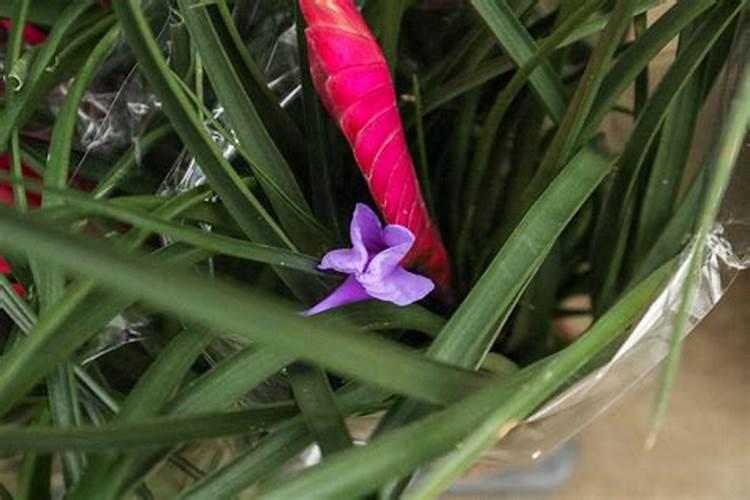 给大蒜冲什么肥料和药好