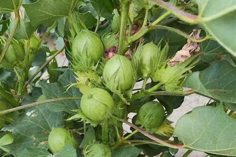 新疆南疆棉花进入7月份如何施肥