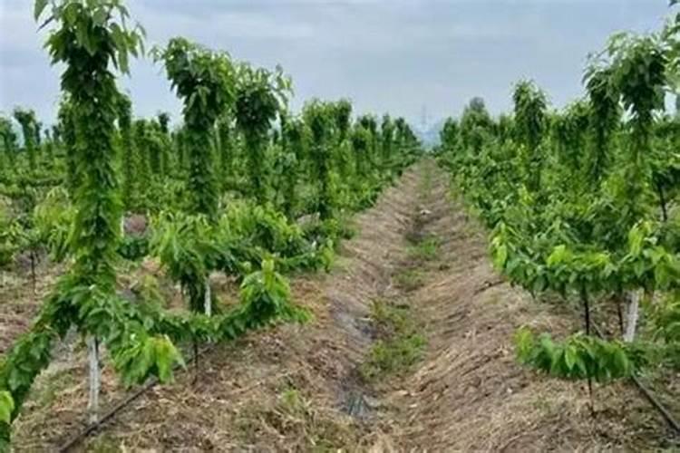 冬天油菜如何防寒保暖,有什么方法吗？