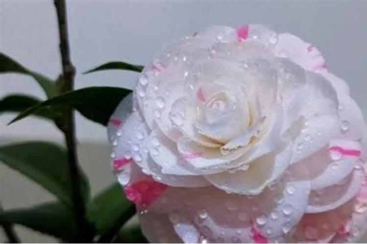 茶花应该多久施一次肥？