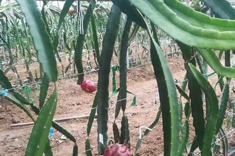 分析!种植火龙果前怎样施肥？