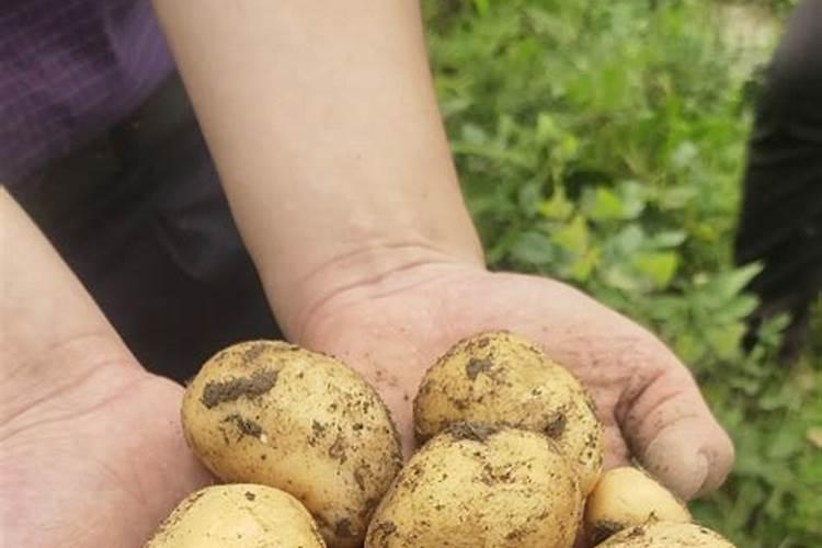 土豆花期每次每亩施氮磷钾各需多少斤