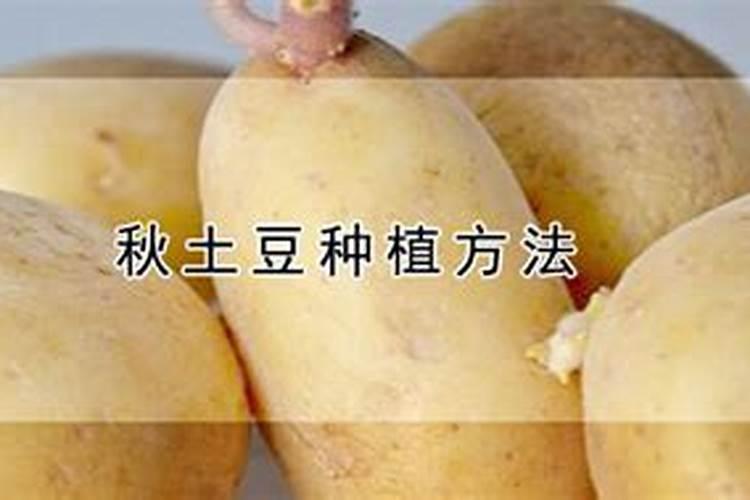 种植土豆一亩地需要多少有机肥 不致有脱肥现象