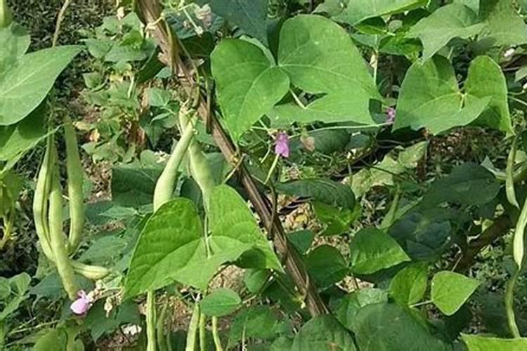 种植菜豆种子可以不用什么肥料？