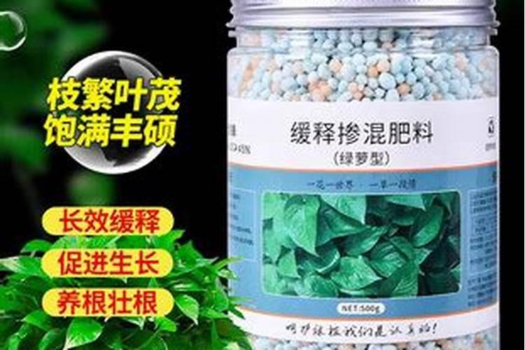 月季长花苞后怎么施肥