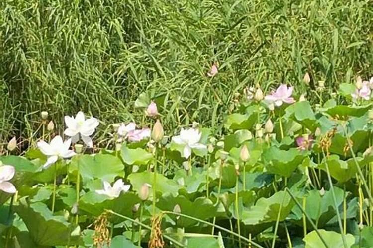 小麦专用肥都有什么牌子