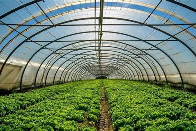 花生后期喷什么叶面肥最好