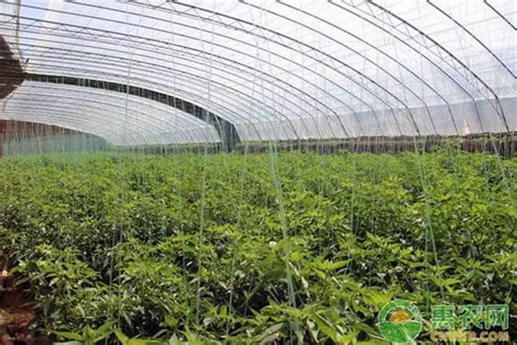 花生叶面肥自己怎么配