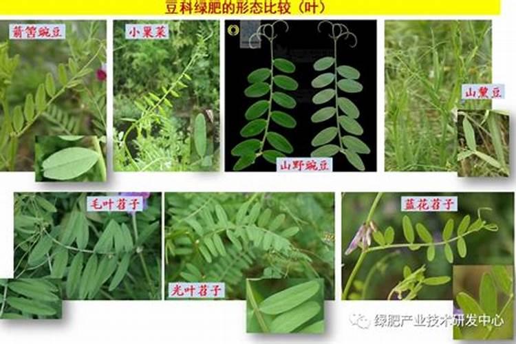 豆科植物为什么能肥田
