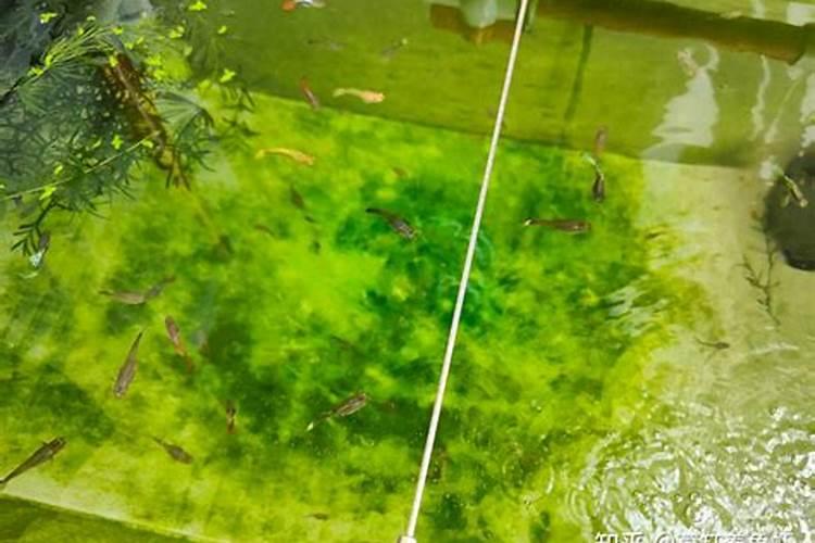 着急!鱼虾消化不良、利用不了蛋白质,你知道多少原因？