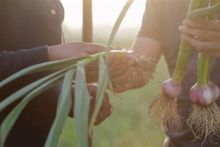 农博金草黄精种植在种植技术上有什么不同？