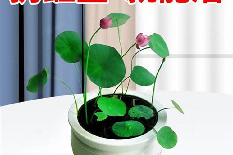 盆栽荷花用什么肥