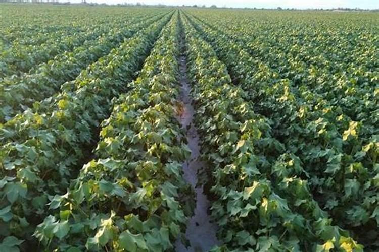 花铃期棉花旺长磷肥滴几斤钾肥滴几斤尿素滴几斤