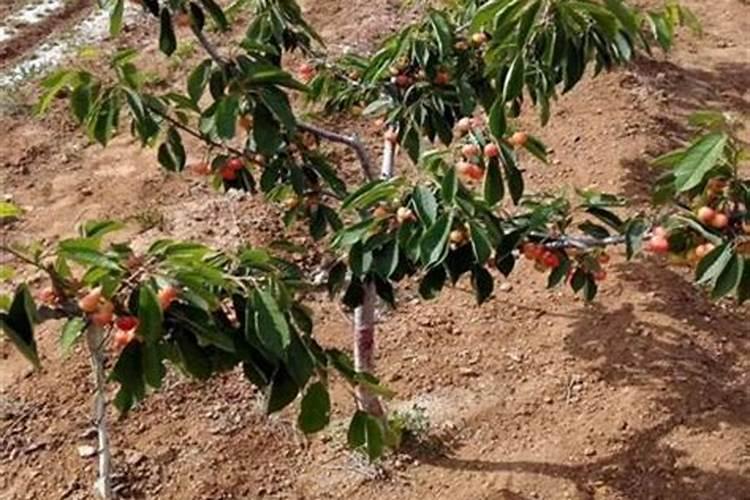 樱桃用什么肥料最好