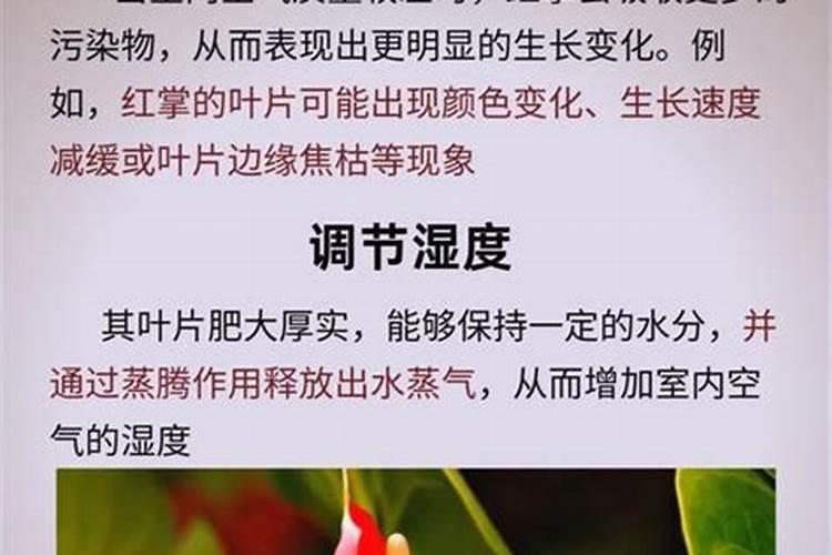 月季什么时候施肥比较合适