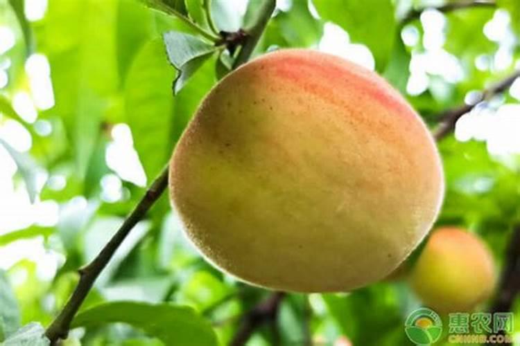 桃树对养分的需求有哪些？桃子膨果期用什么肥好？