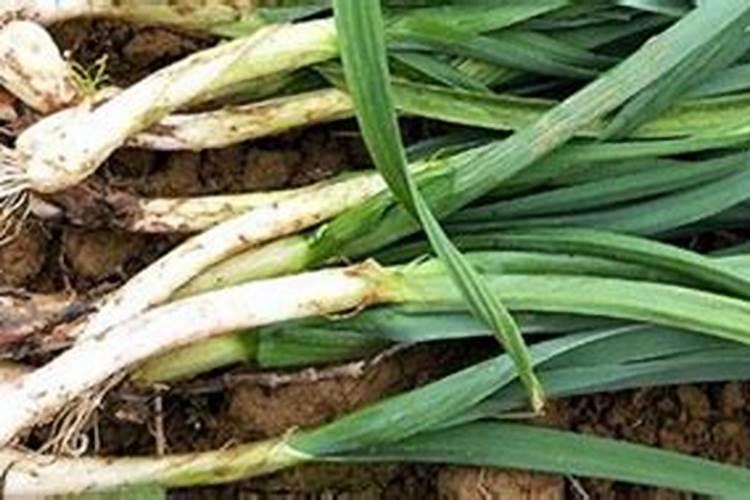 大蒜出苗后用什么肥料追肥