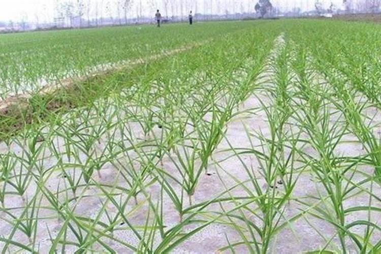 播种大蒜人们要付出哪些劳动？