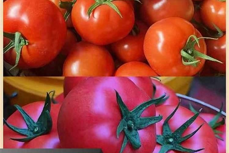 西红柿用什么钾肥好