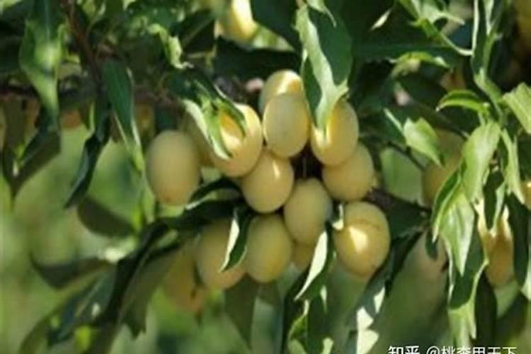 种植李子苗需补充哪些营养？「英英李子园种植课堂」