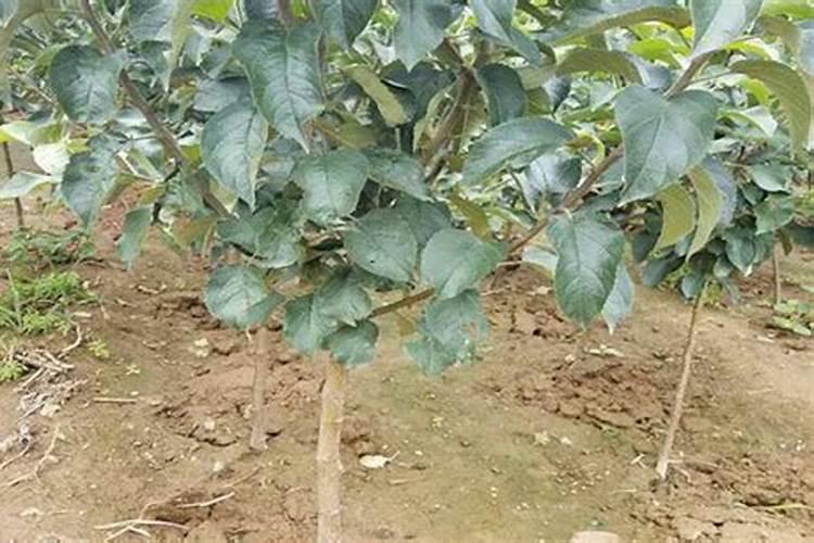 氧气是怎么形成的