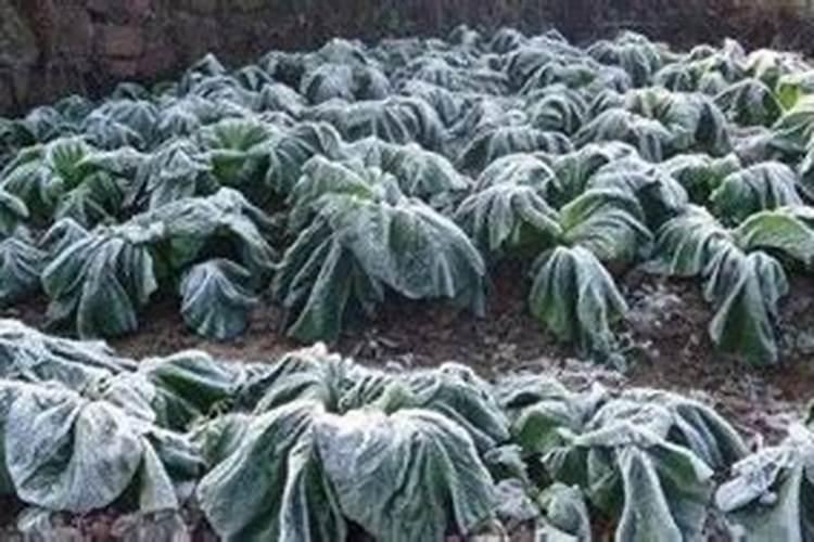 用于农作物防冻害的药都有哪几种？